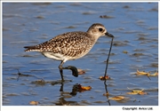 29. Grey Plover with Worm
